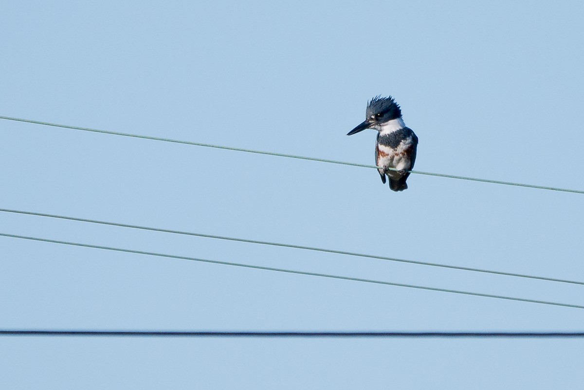 Belted Kingfisher - ML79622851