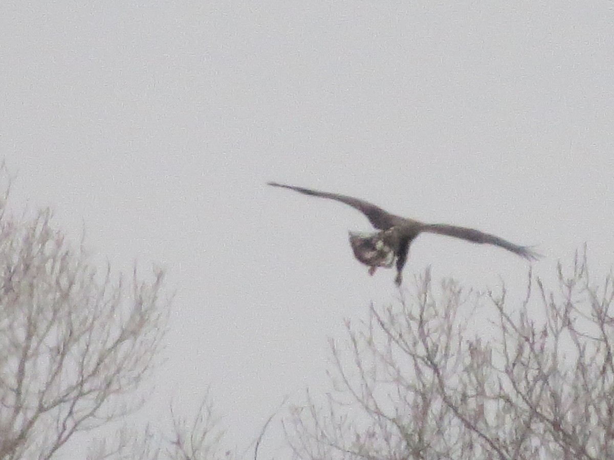 Bald Eagle - ML79623041