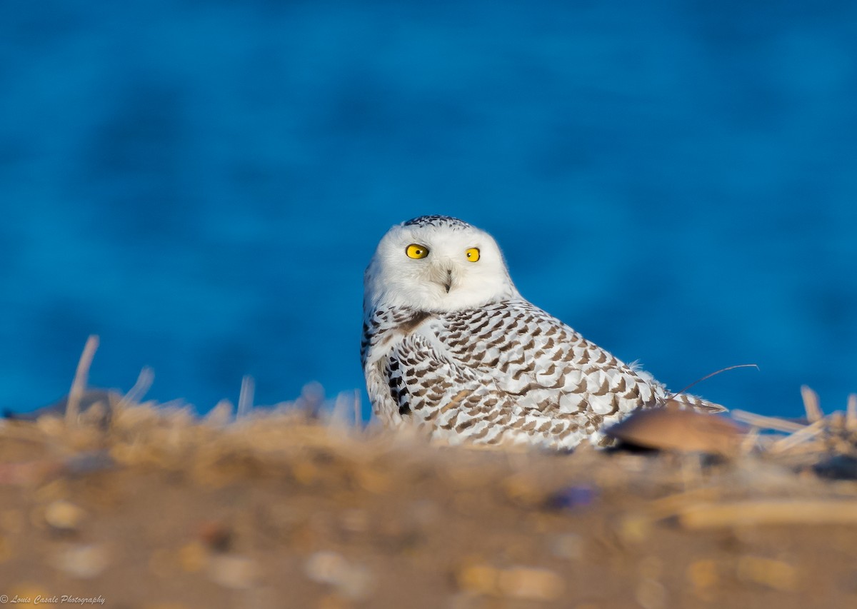 Snowy Owl - ML79623821