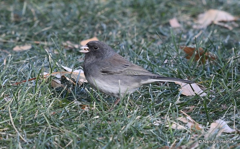 Dark-eyed Junco (Slate-colored) - ML79624661