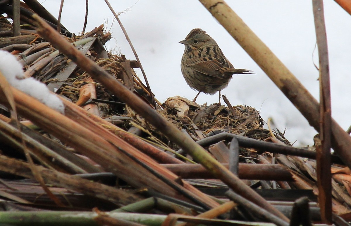 Lincoln's Sparrow - ML79627731