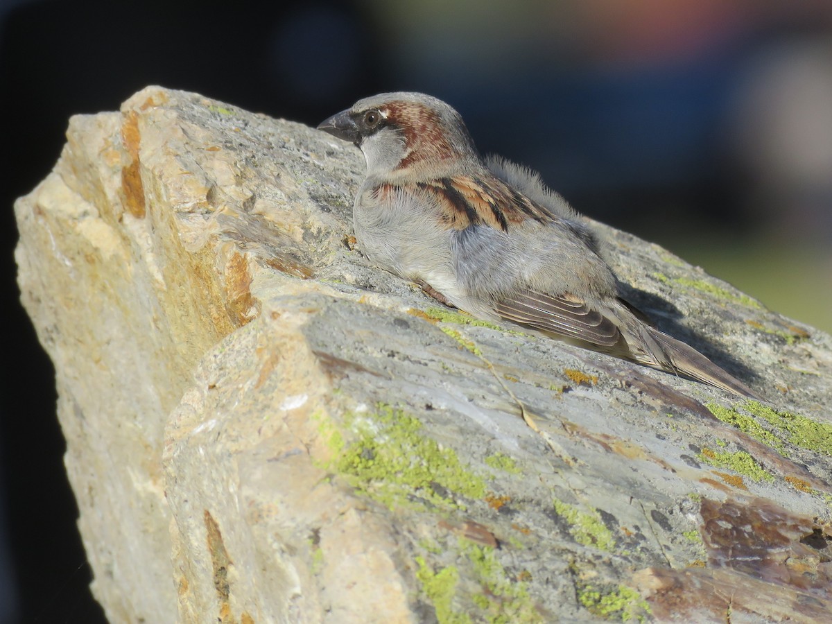 Moineau domestique - ML79629241