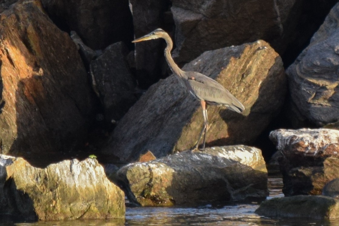 Great Blue Heron (Great Blue) - ML79629961