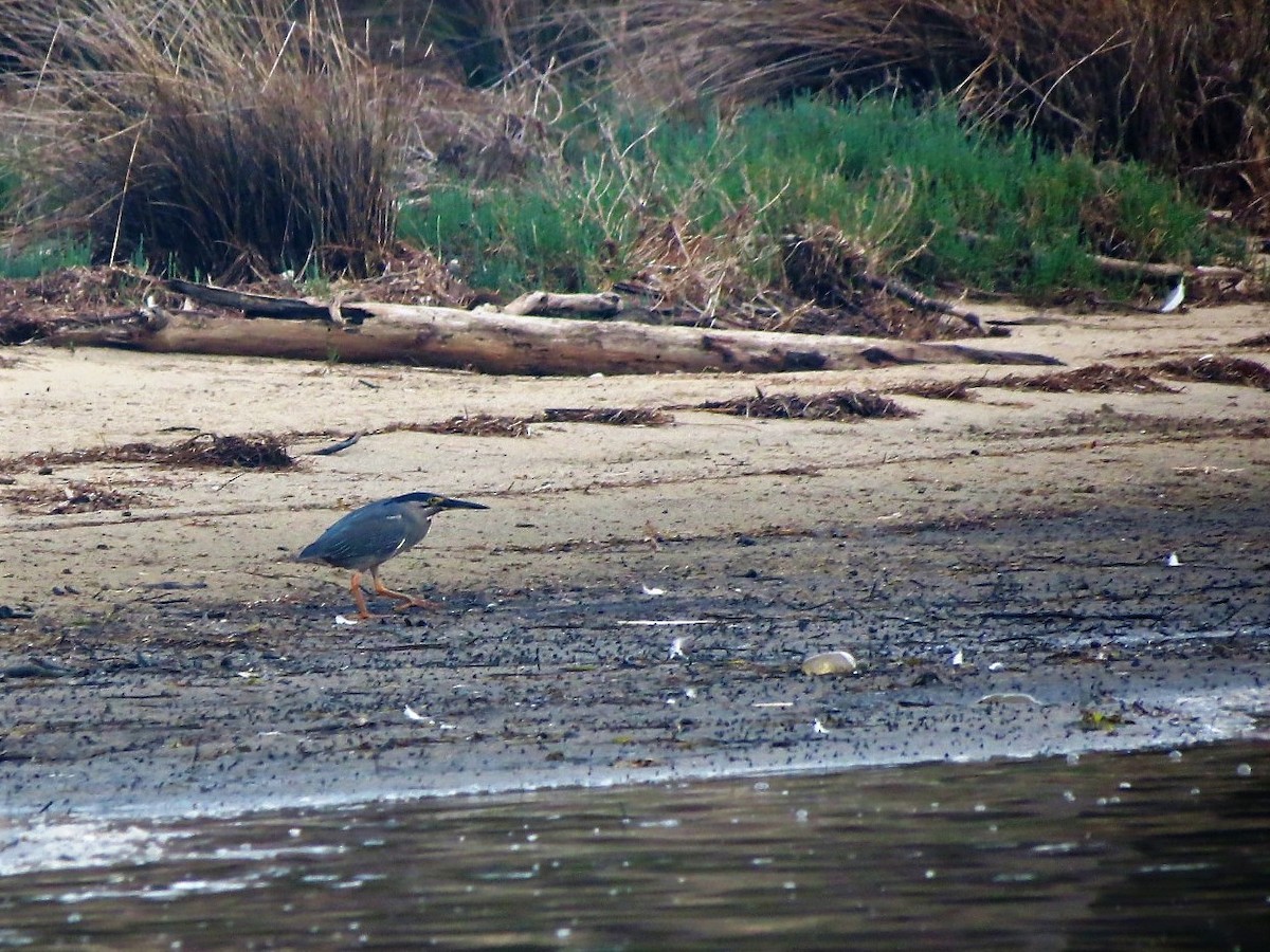 Striated Heron - ML79630781