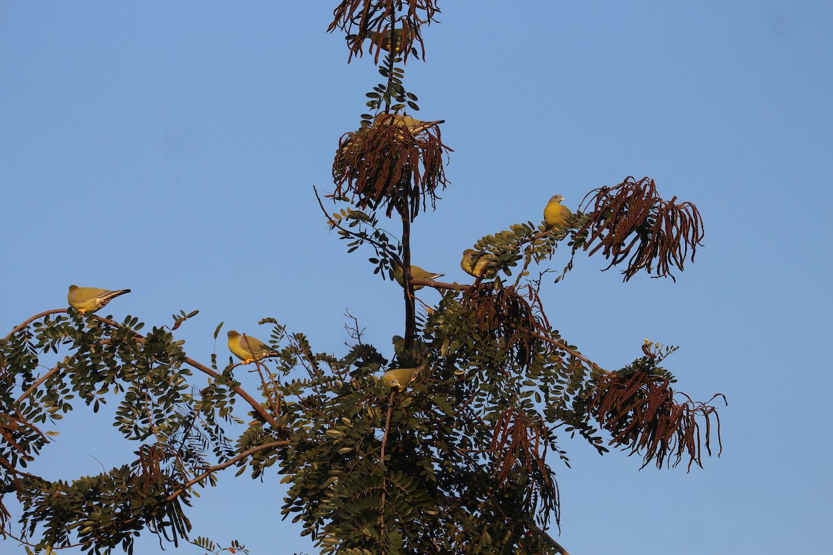 Yellow-footed Green-Pigeon - Praveen  Kumar