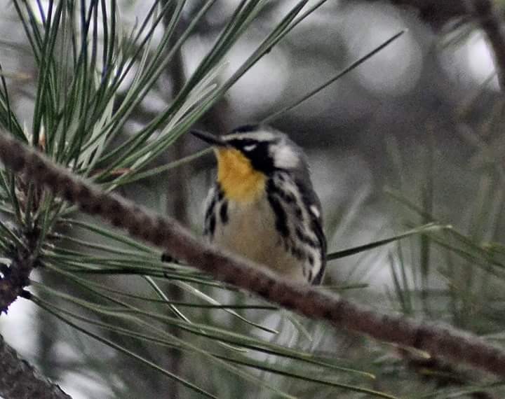 Yellow-throated Warbler - ML79631181