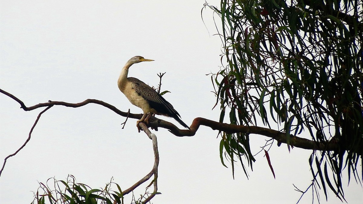 Australasian Darter - ML79631291