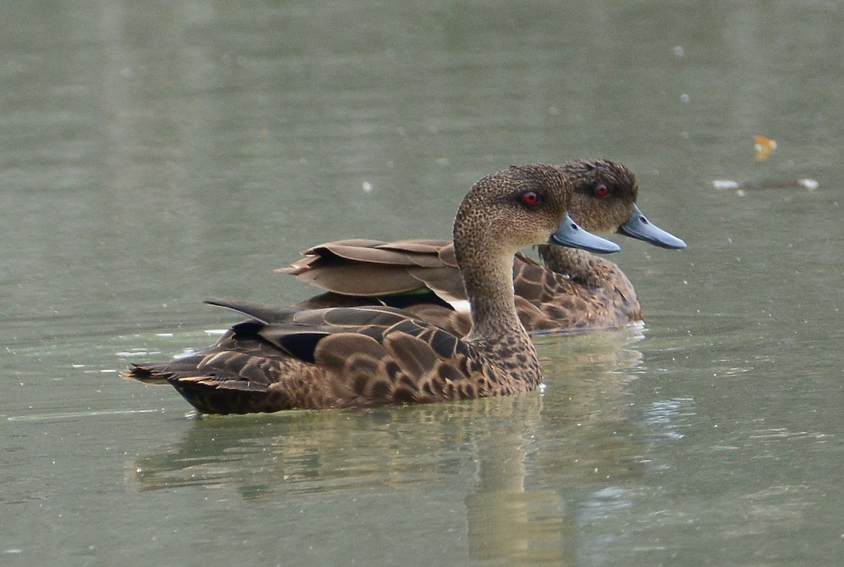 Sunda Teal - Ari Noviyono