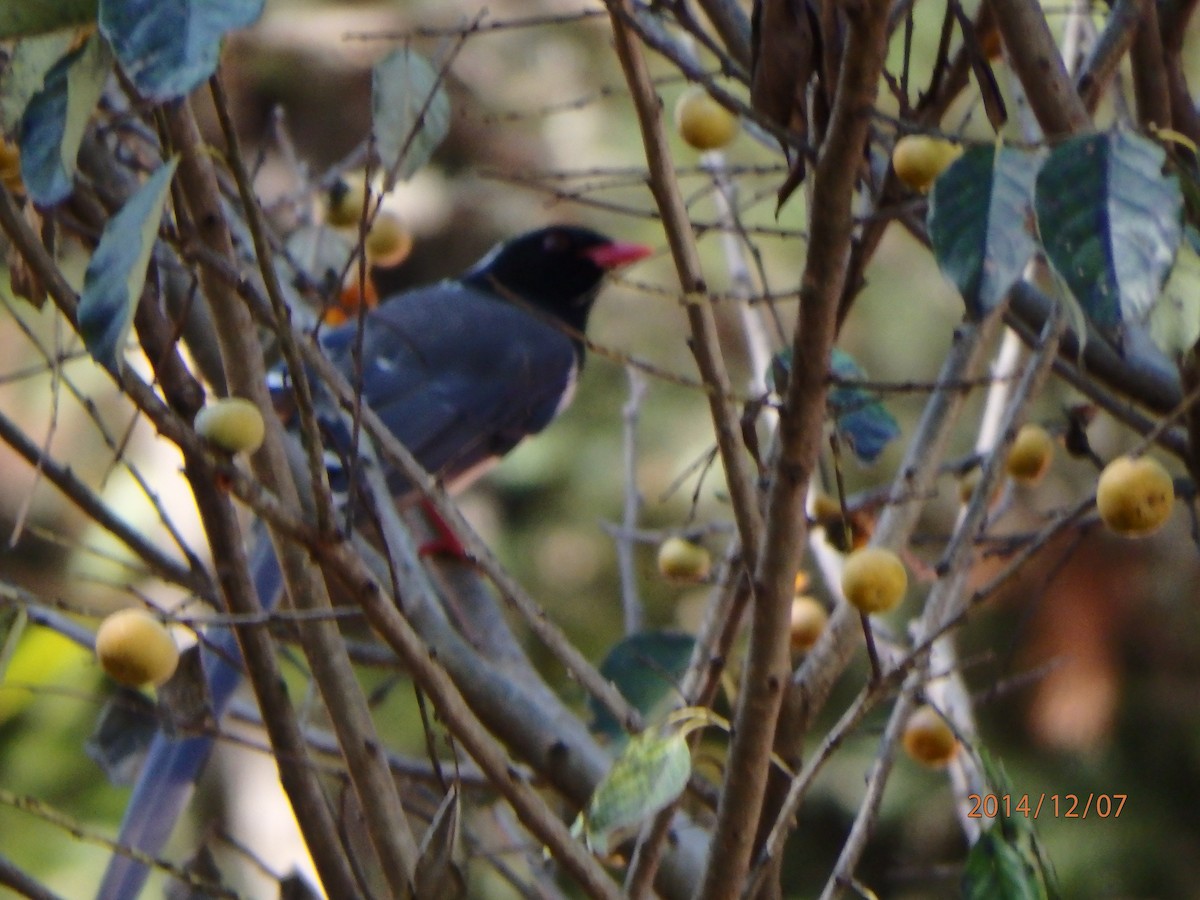 Red-billed Blue-Magpie - ML79634411