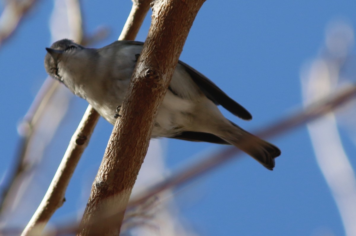 Plumbeous Vireo - Alison Sheehey