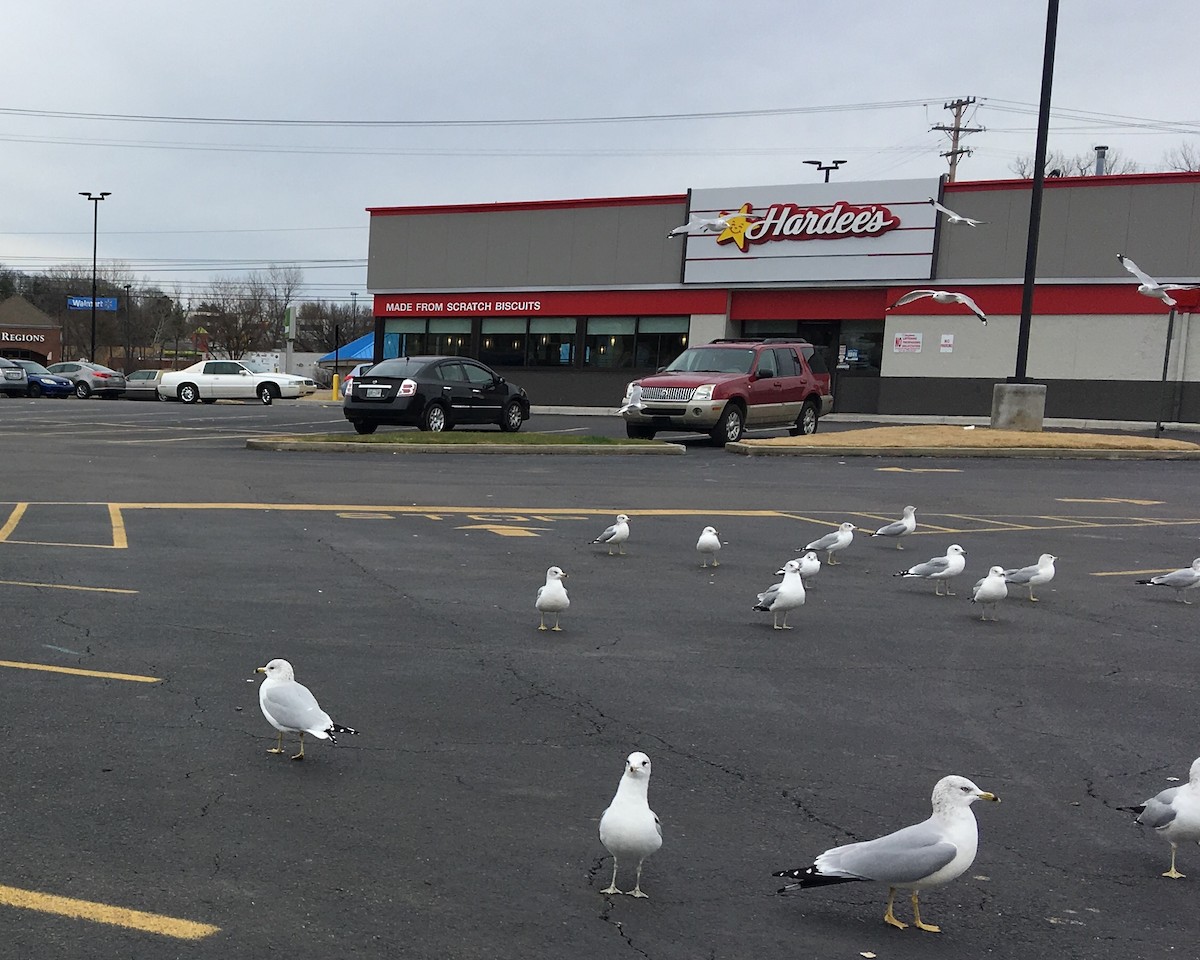 Ring-billed Gull - Joanna Brichetto