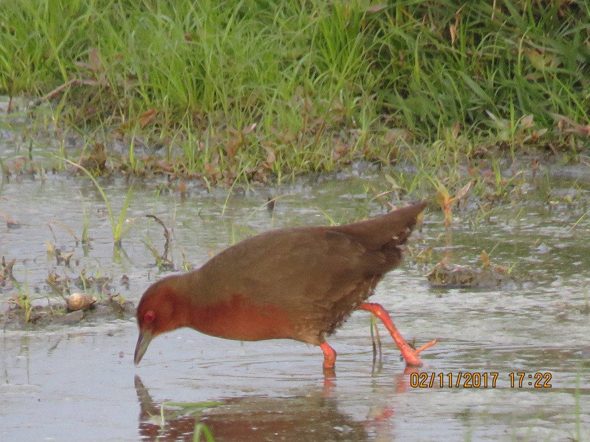 Ruddy-breasted Crake - You-Cheng  Chen