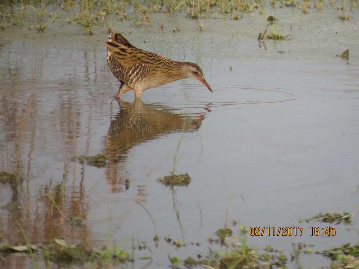 Brown-cheeked Rail - ML79635551