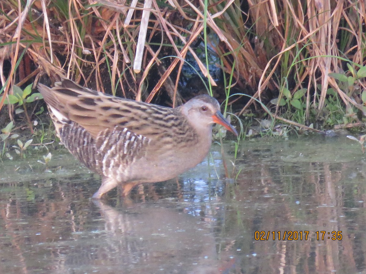 Brown-cheeked Rail - ML79635571