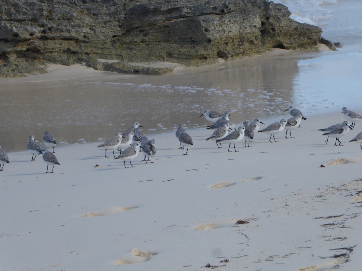 Bécasseau sanderling - ML79636091