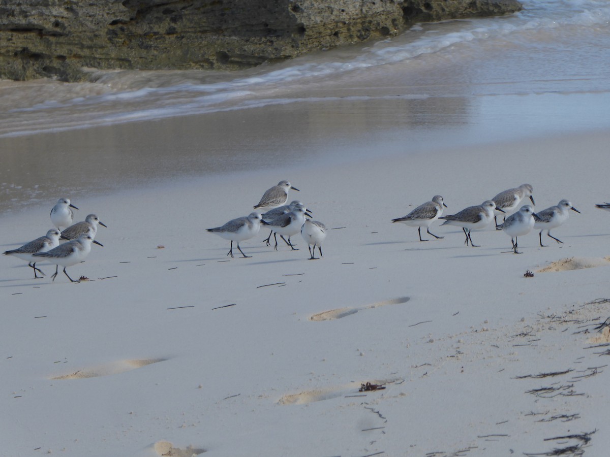 Bécasseau sanderling - ML79636121