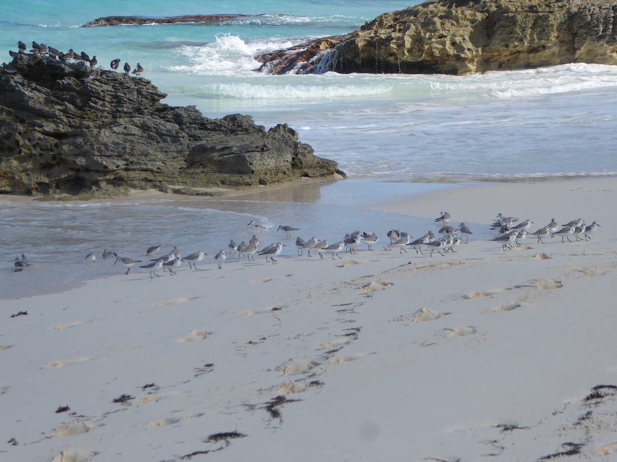 Bécasseau sanderling - ML79636181