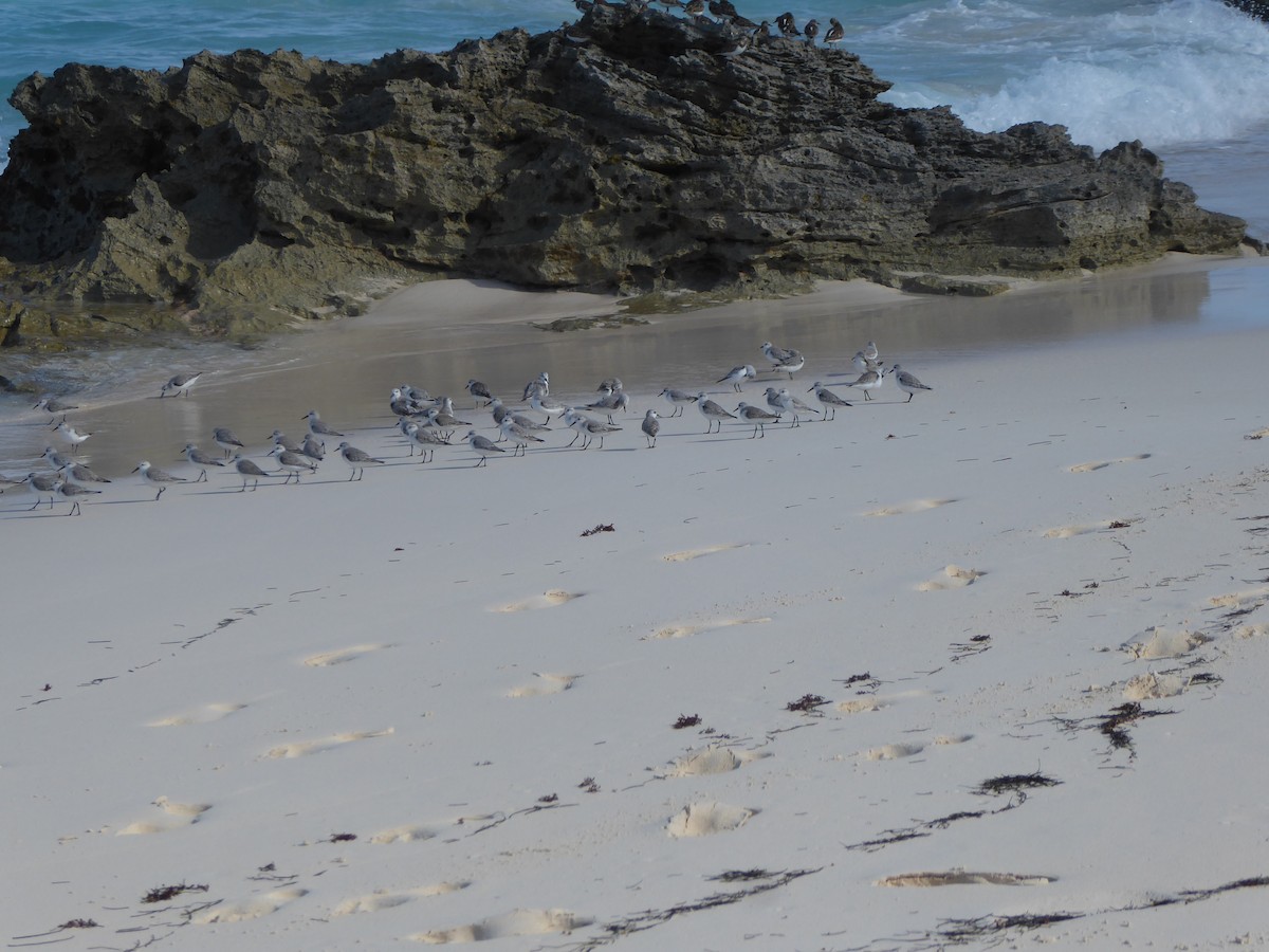 Bécasseau sanderling - ML79636201