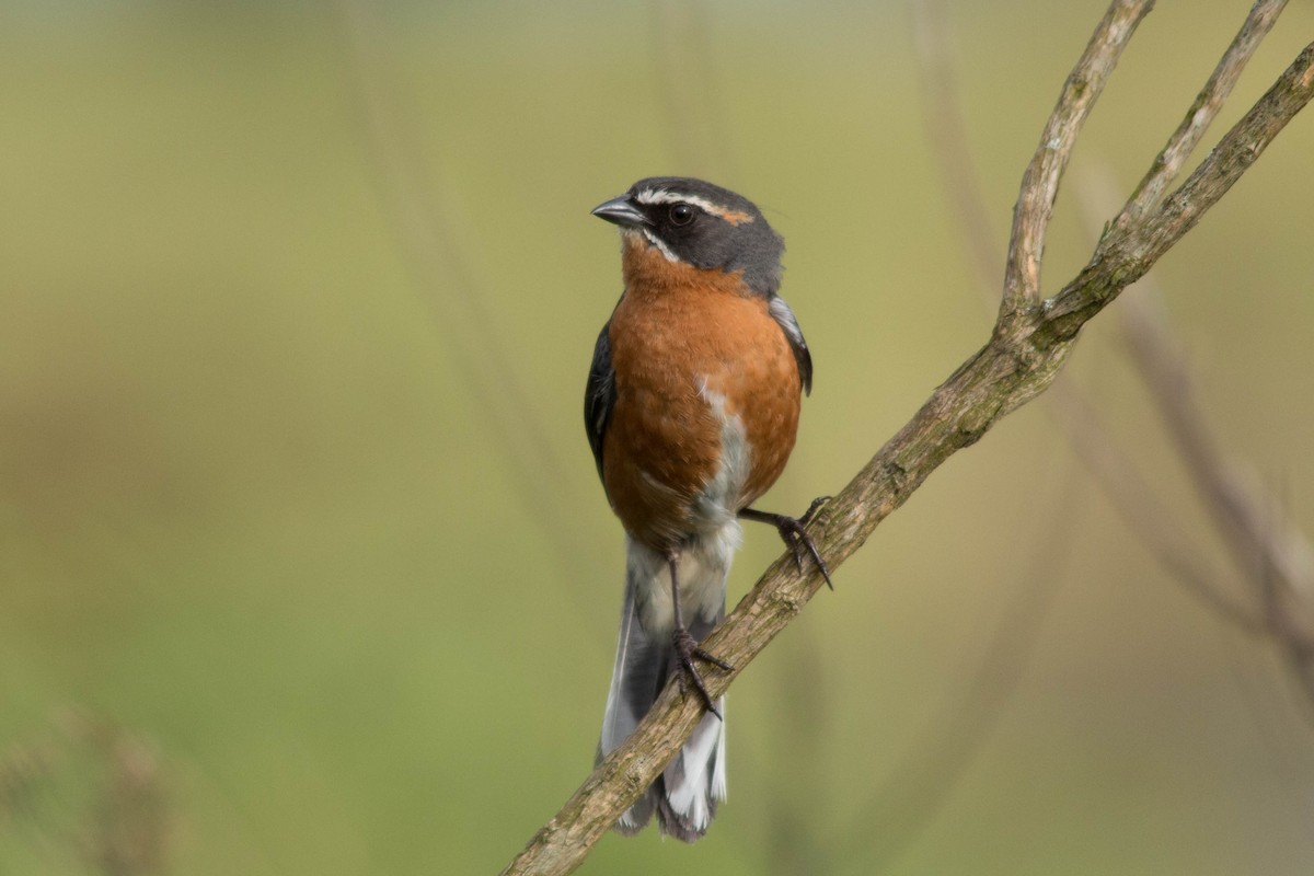 Black-and-rufous Warbling Finch - ML79638311