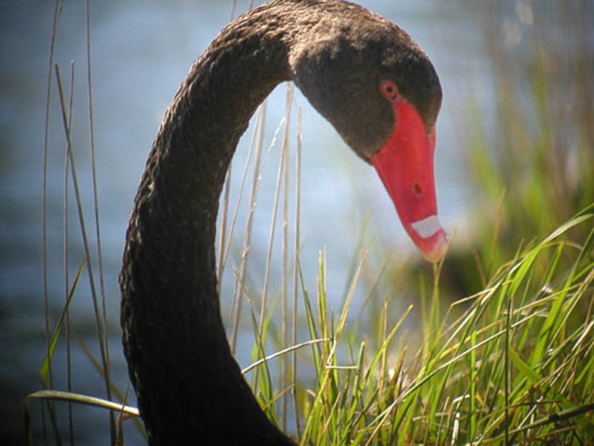 Black Swan - Steve Kelling