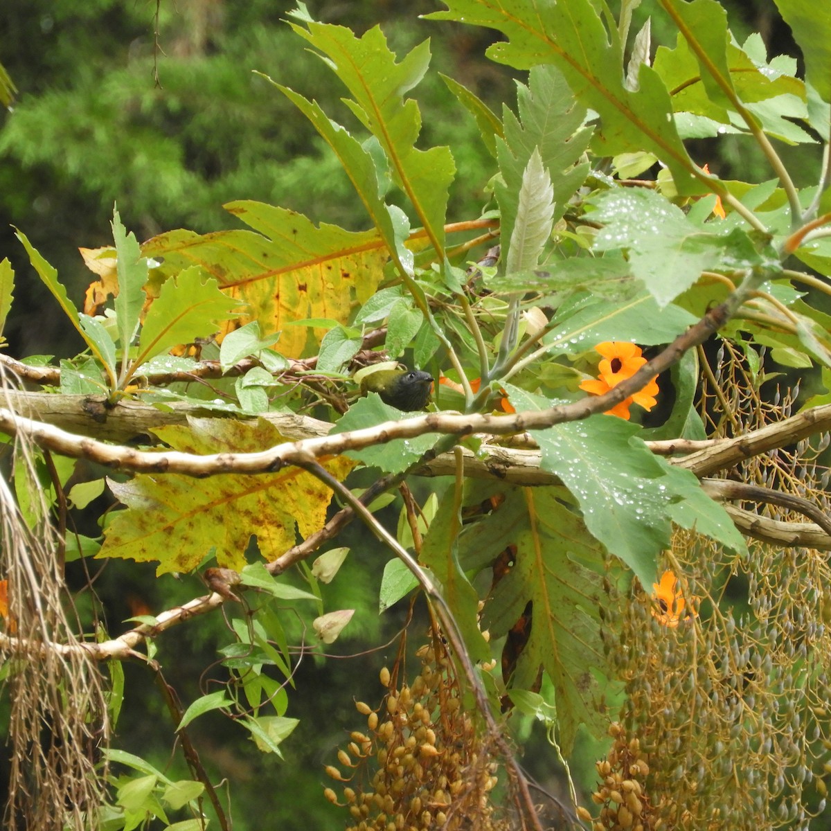 Streak-necked Flycatcher - ML79639011