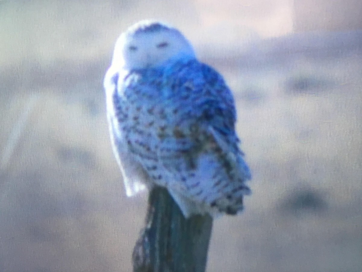 Snowy Owl - ML79639081
