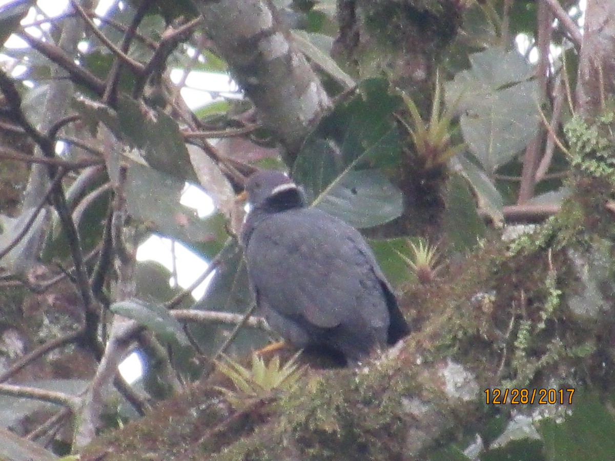 Band-tailed Pigeon - ML79642761