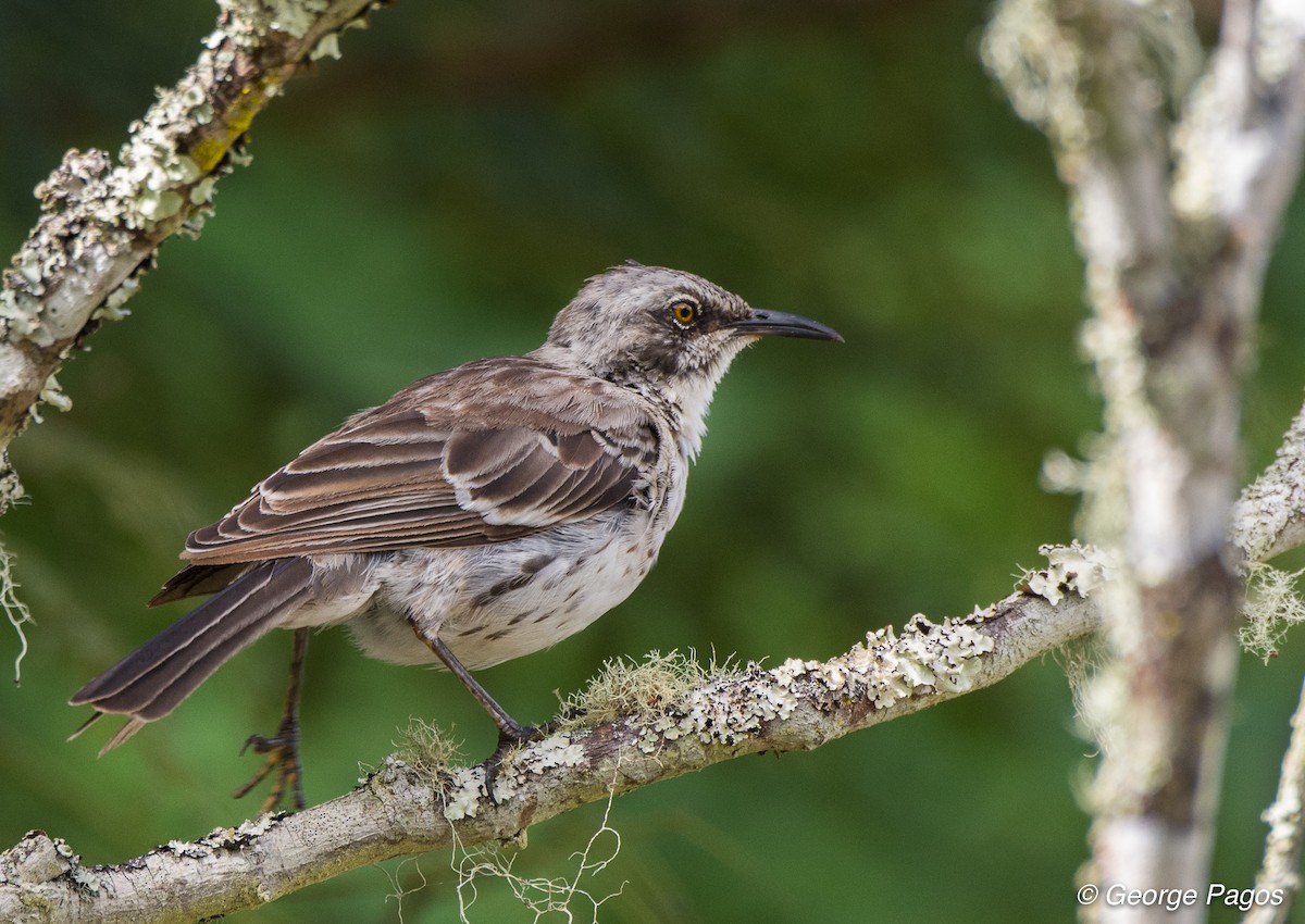 San Cristobal Mockingbird - ML79642841