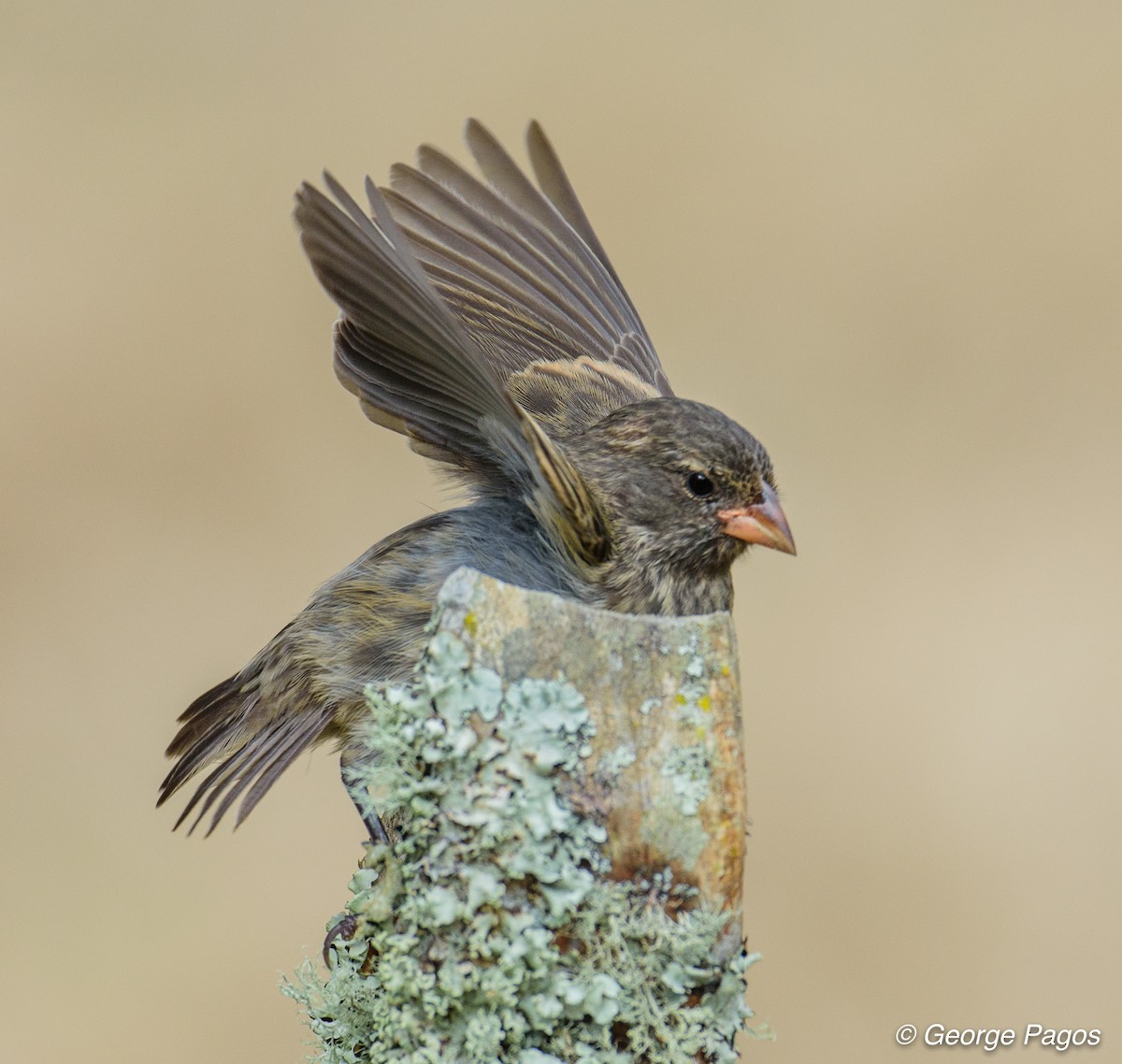 Small Ground-Finch - George Pagos