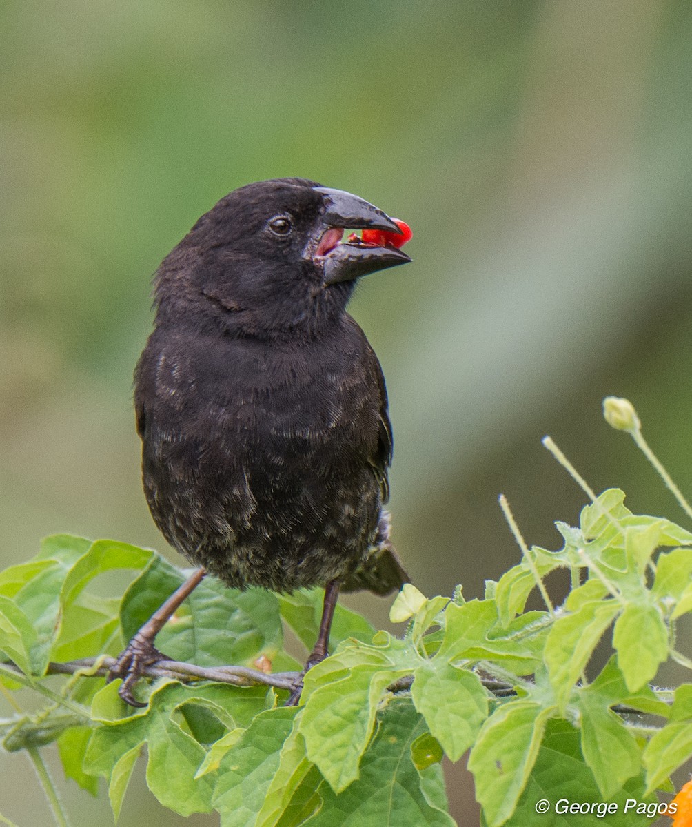 Medium Ground-Finch - George Pagos
