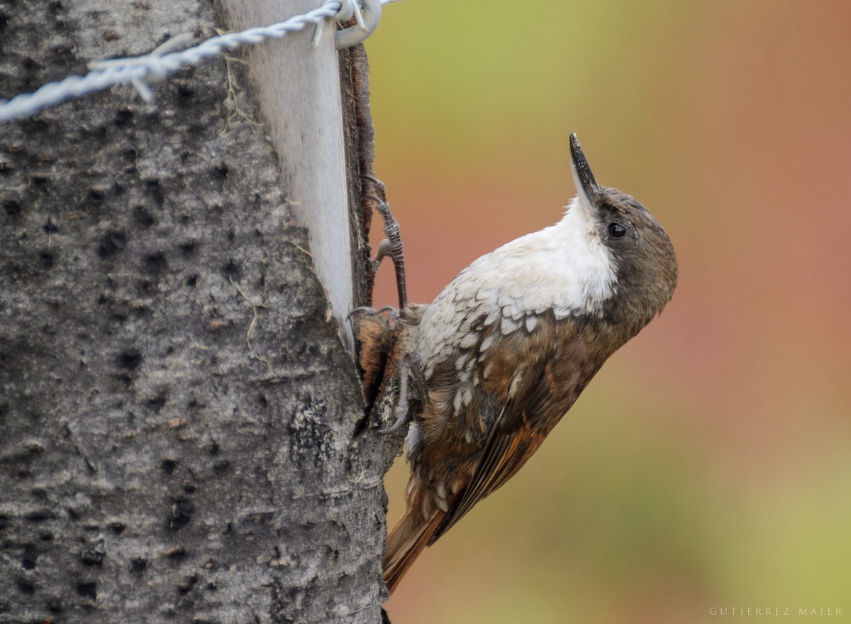White-throated Treerunner - Pablo Gutiérrez Maier