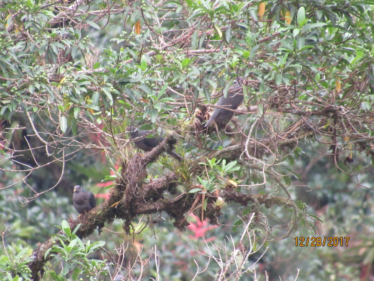 Band-tailed Pigeon - ML79642981