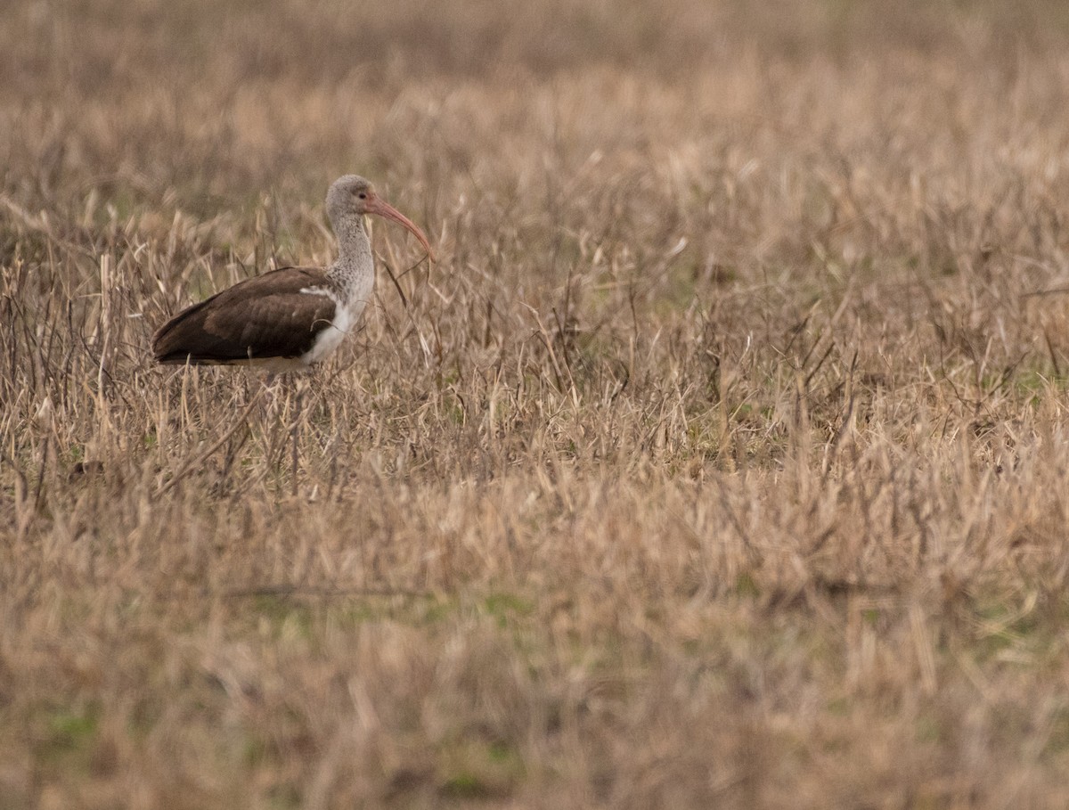 White Ibis - ML79643351