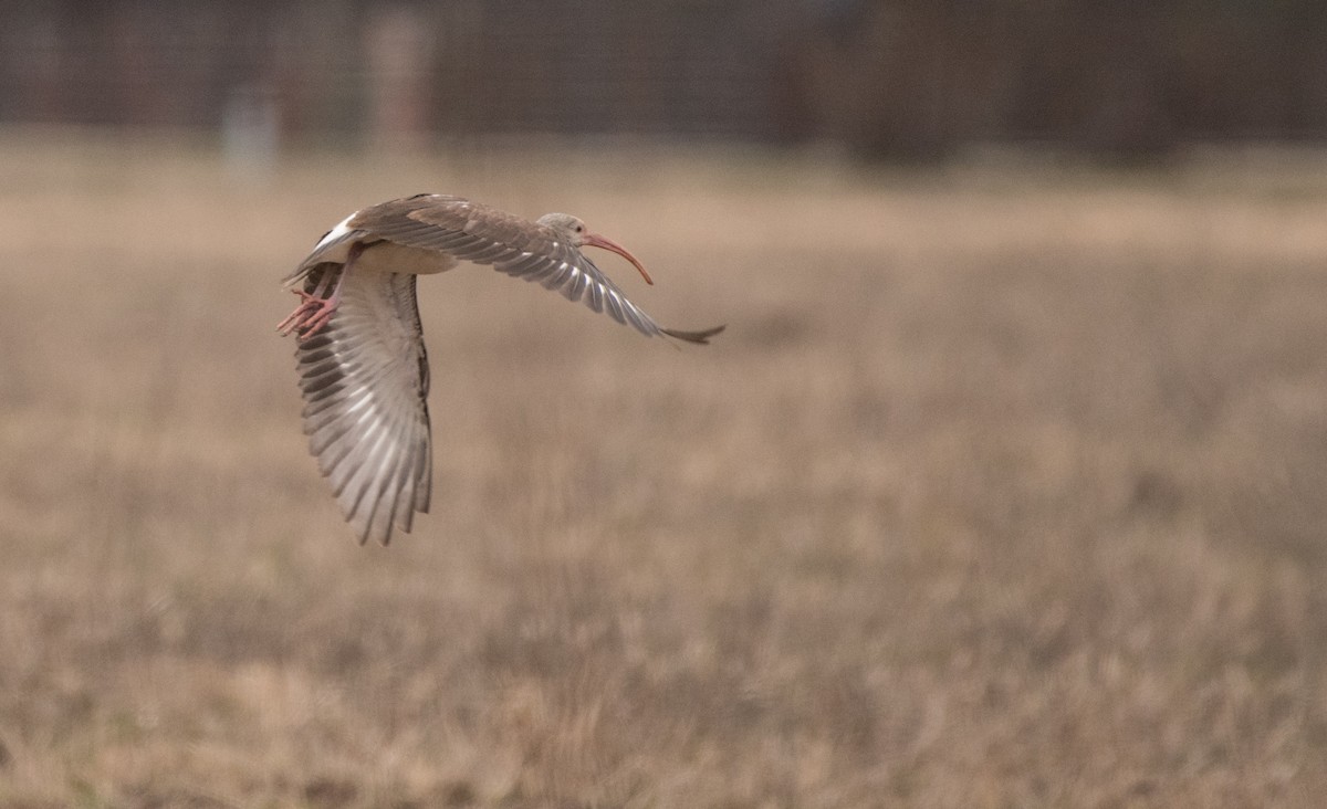 White Ibis - ML79643361