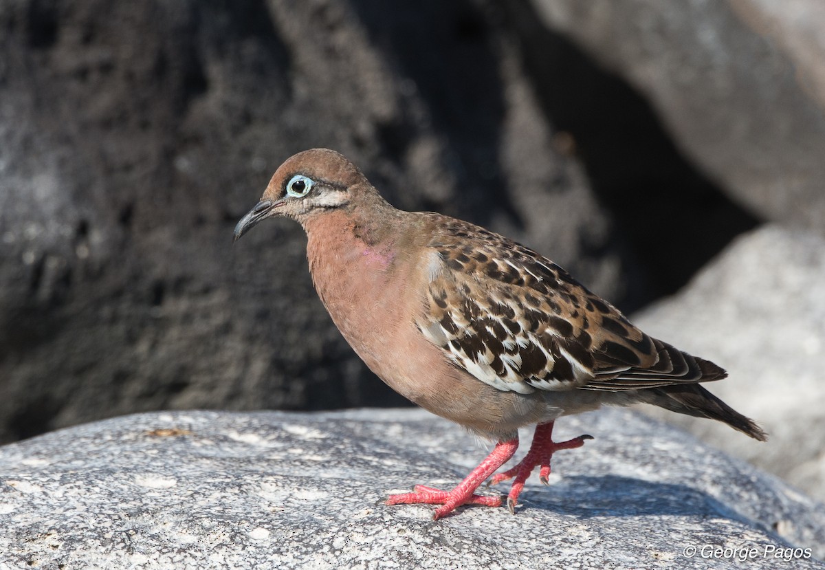 Galapagos Dove - ML79644741