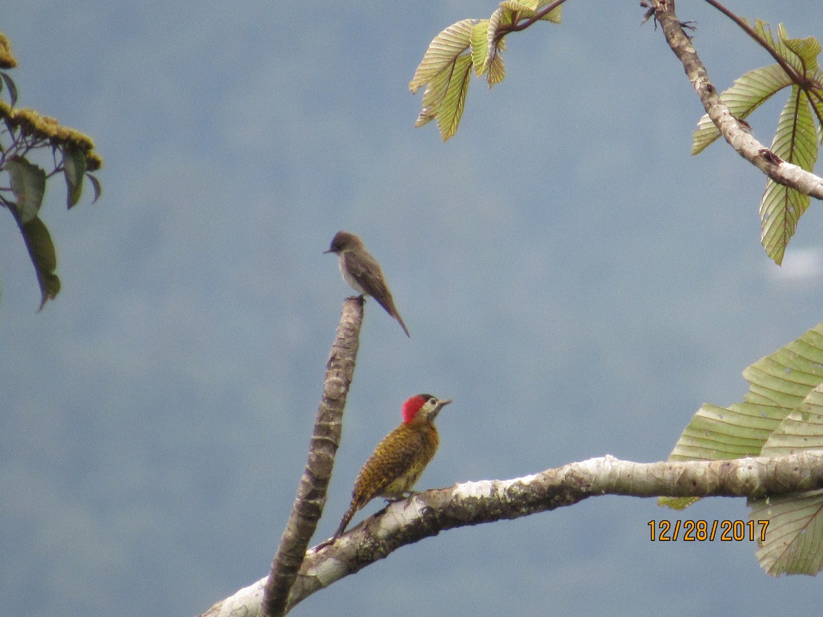Crimson-mantled Woodpecker - ML79644771