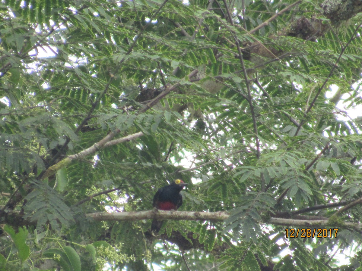 Yellow-tufted Woodpecker - ML79645361