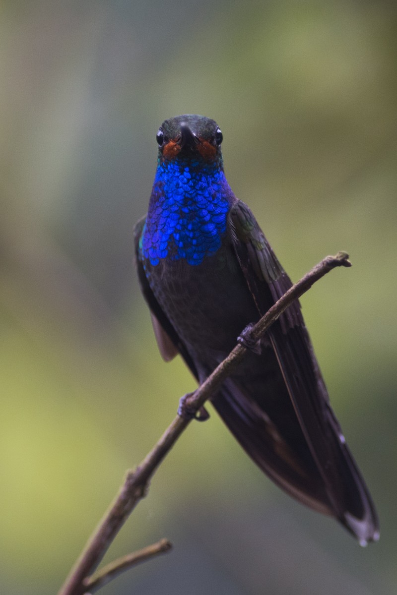 kolibřík irisový - ML79645681