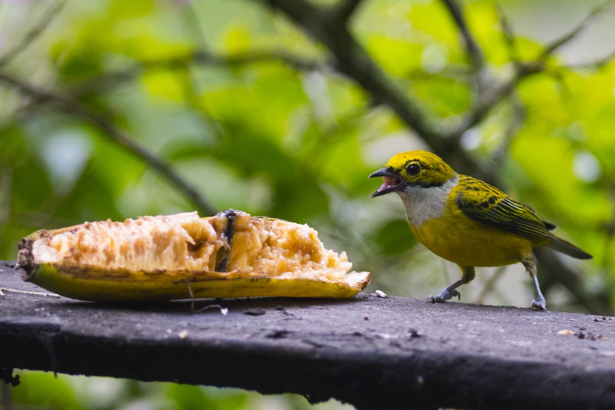 Silver-throated Tanager - John Cahill xikanel.com