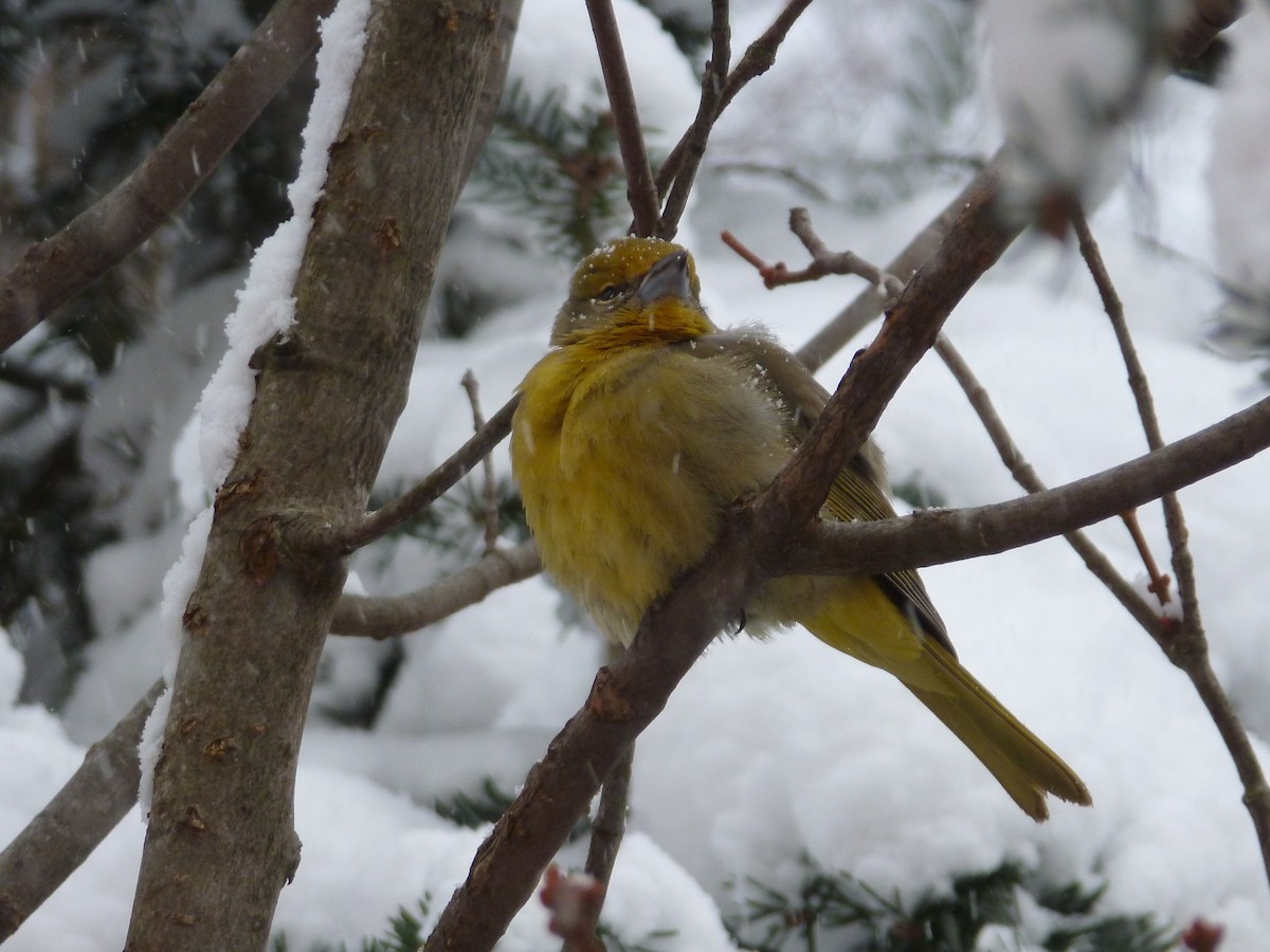 Hepatic Tanager - R Green