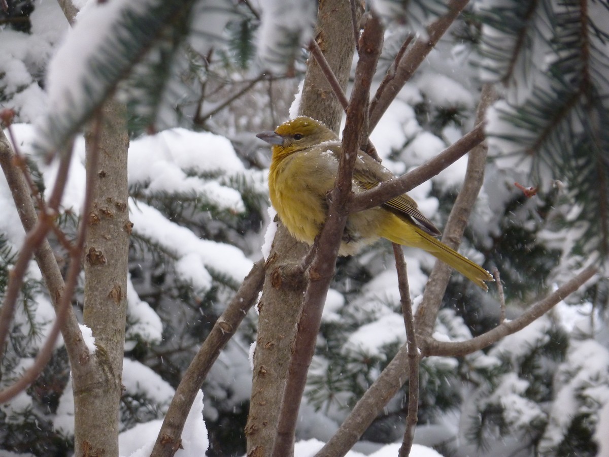 Hepatic Tanager - ML79650191