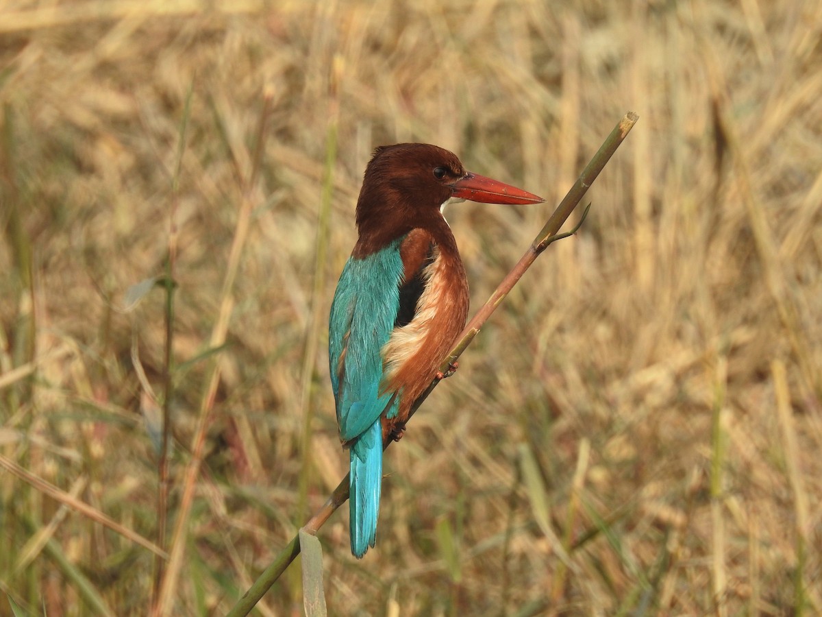 White-throated Kingfisher - ML79650461