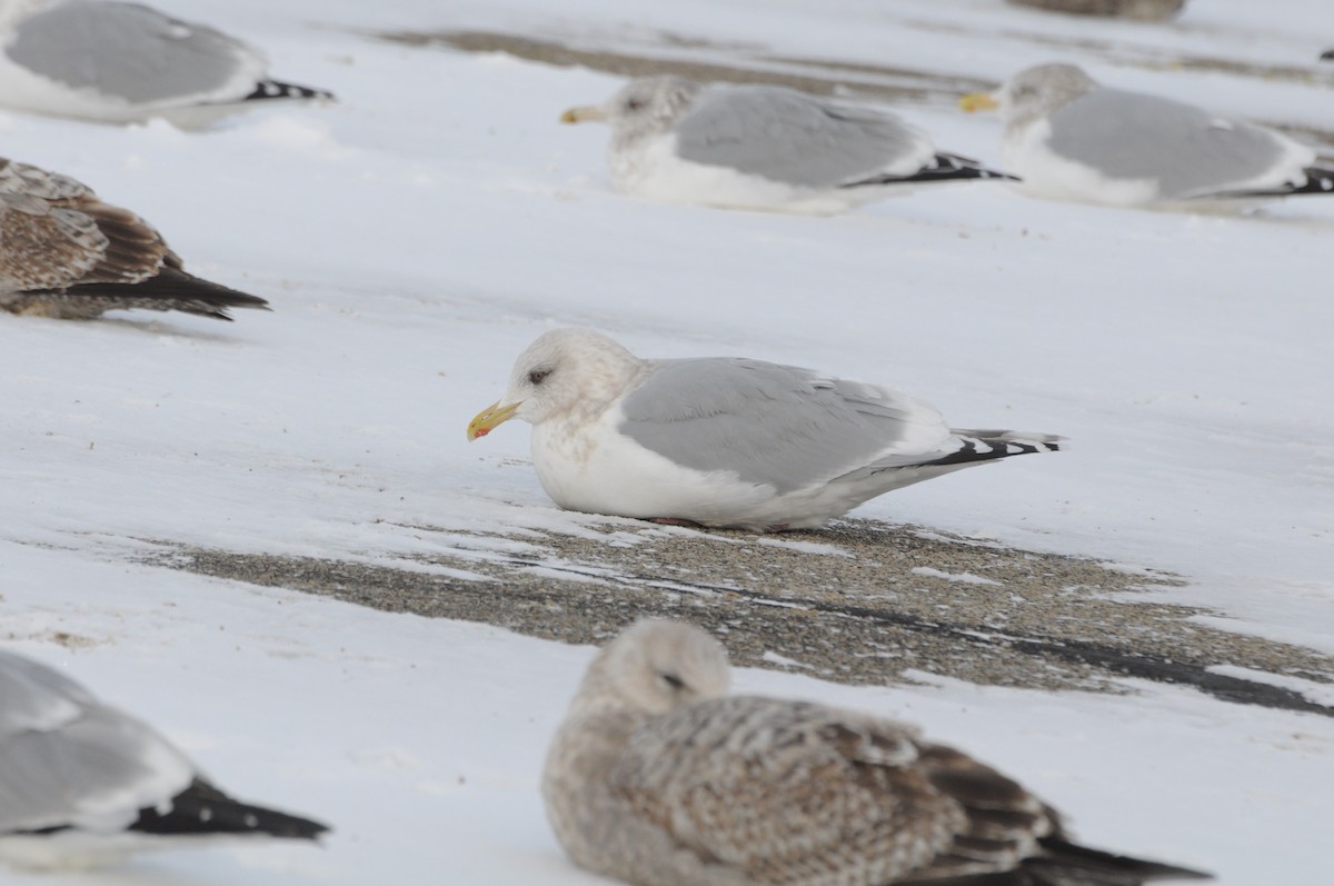 Iceland Gull (Thayer's x Iceland) - ML79650591