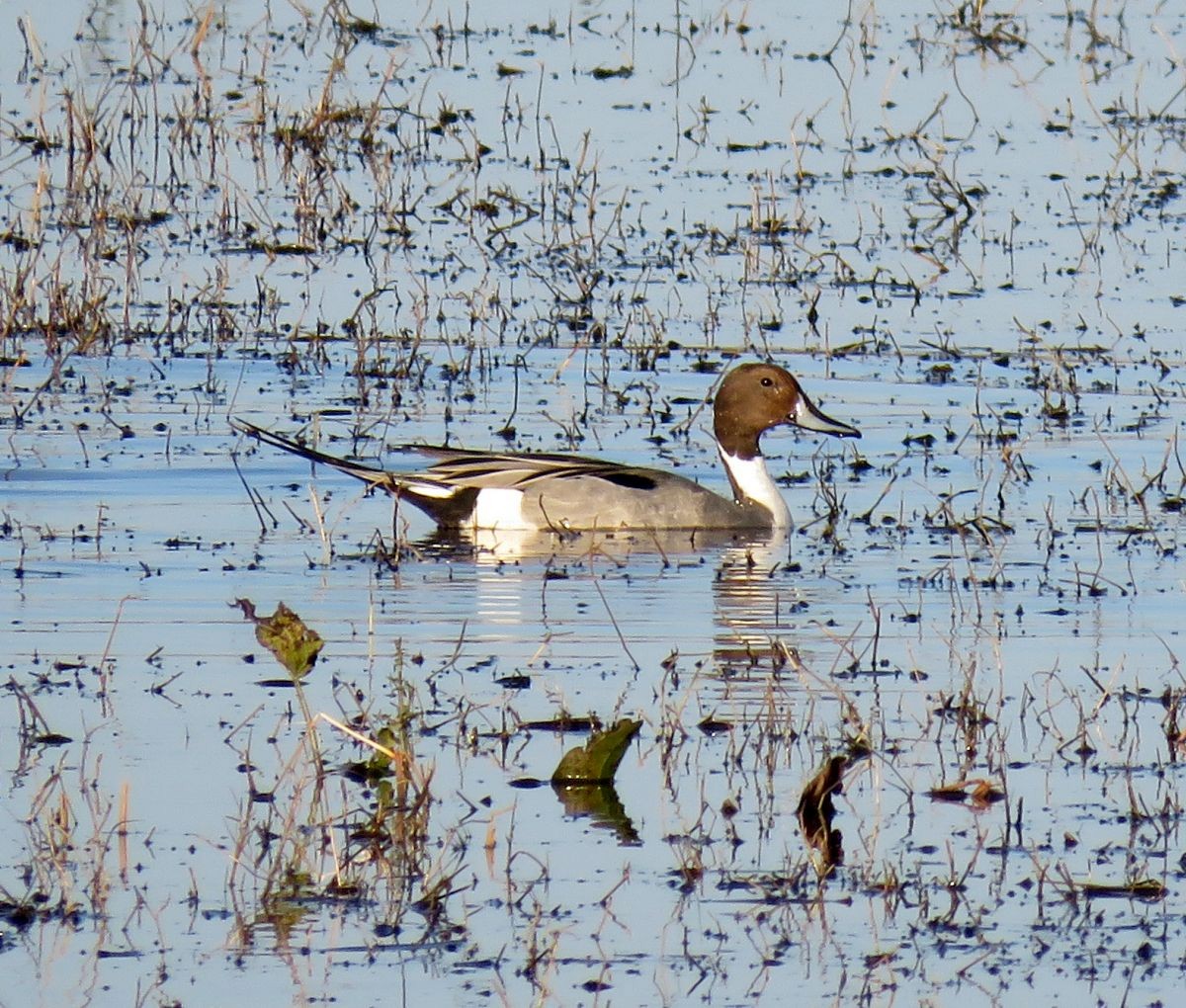 Northern Pintail - Chris Butler