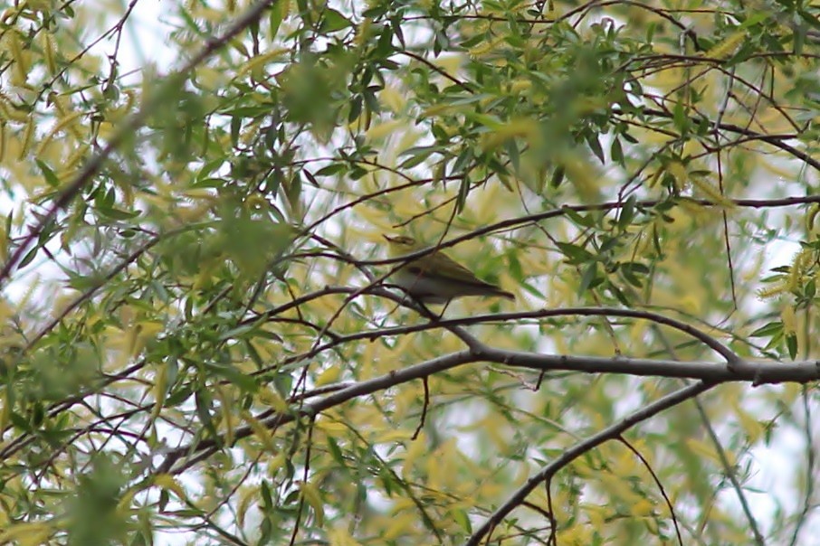 Wood Warbler - ML79655751