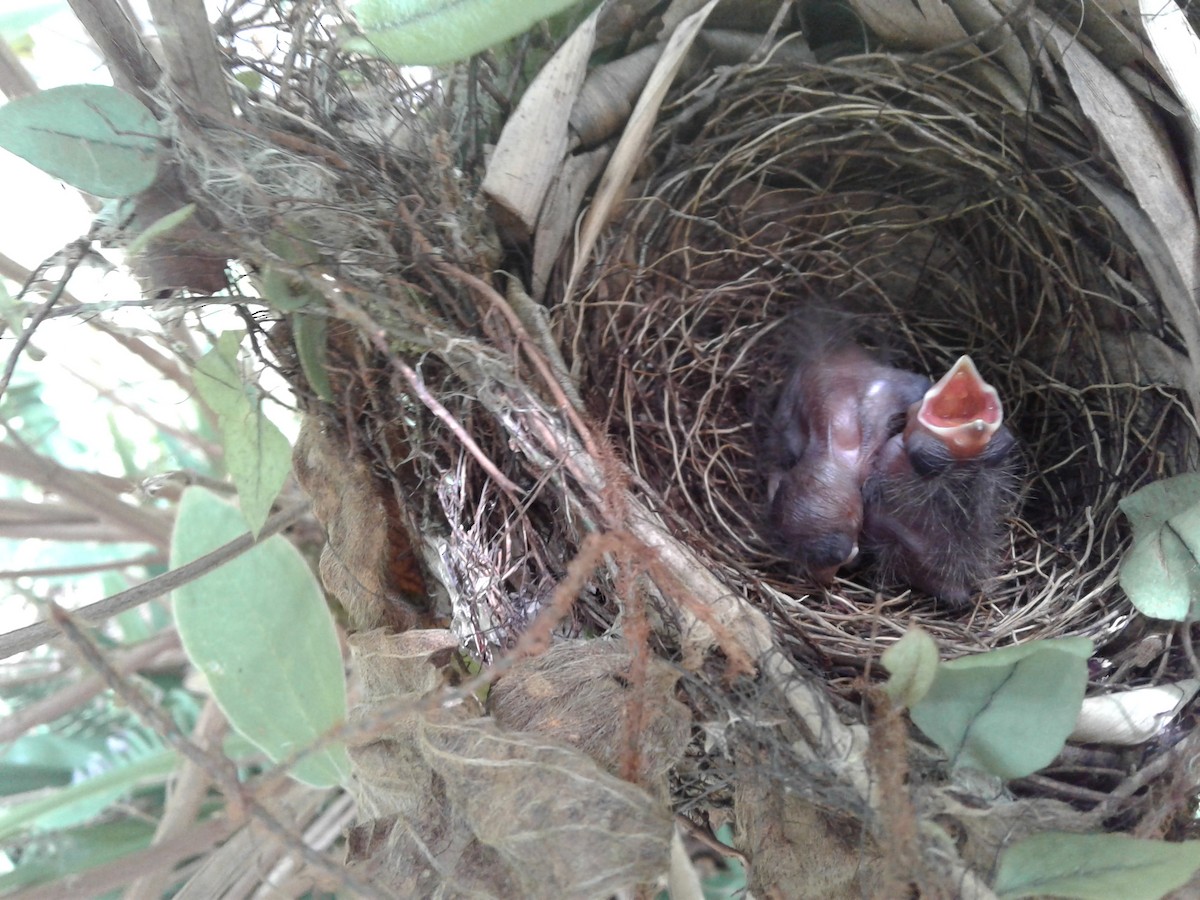 Flame-rumped Tanager - ML79656891