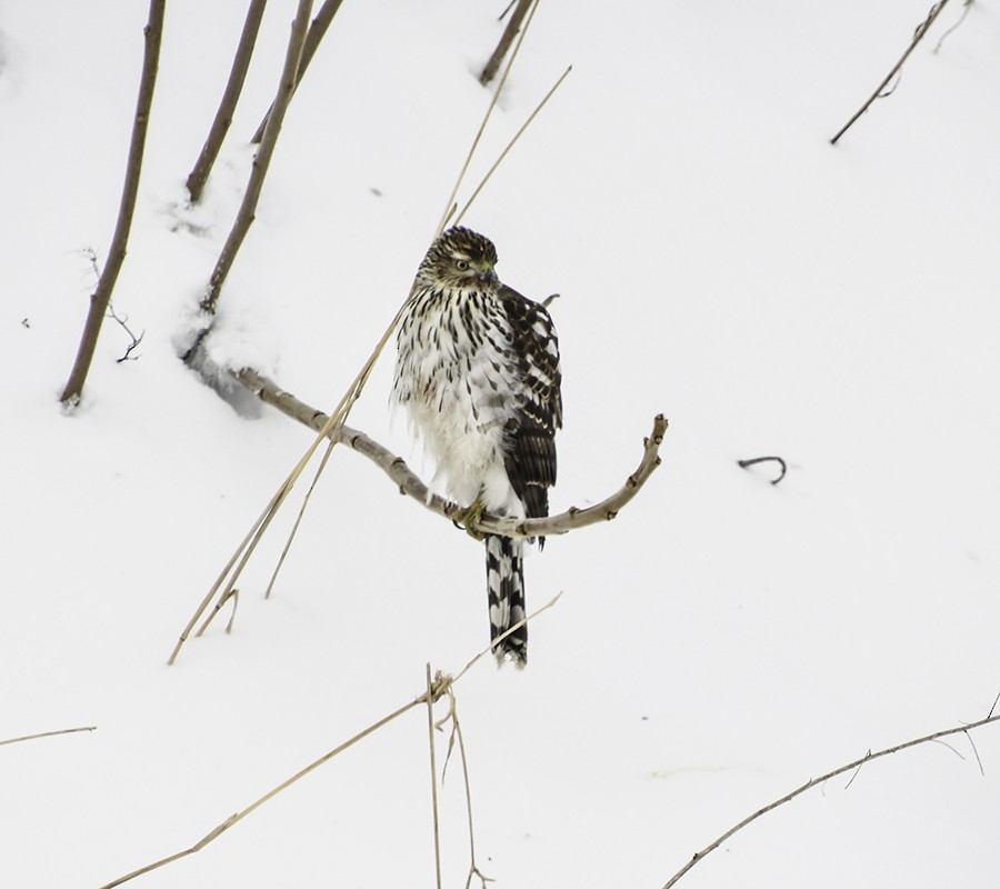 Cooper's Hawk - ML79657191