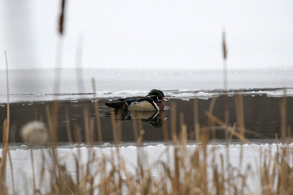 Wood Duck - ML79660141