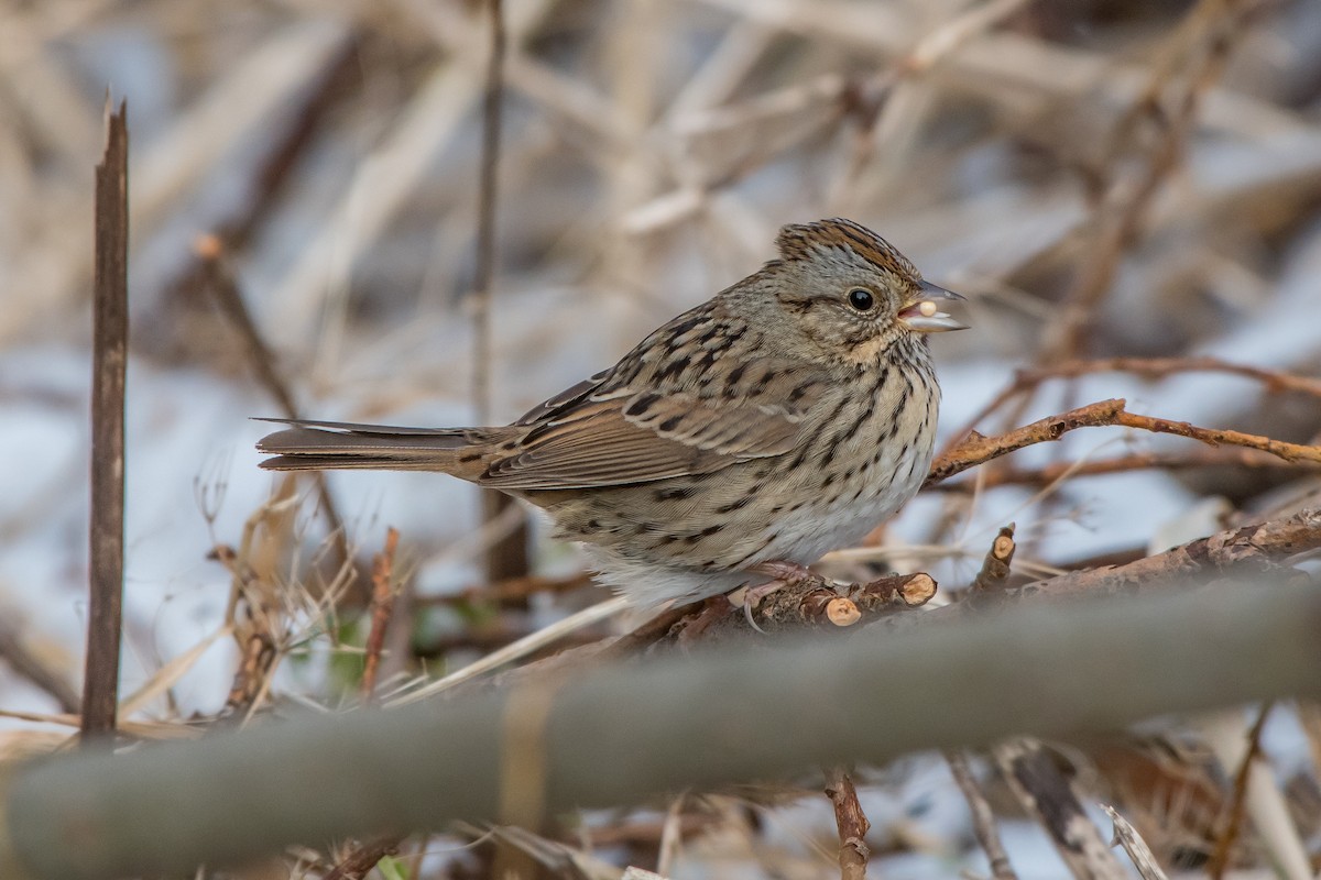 Lincoln's Sparrow - ML79660681