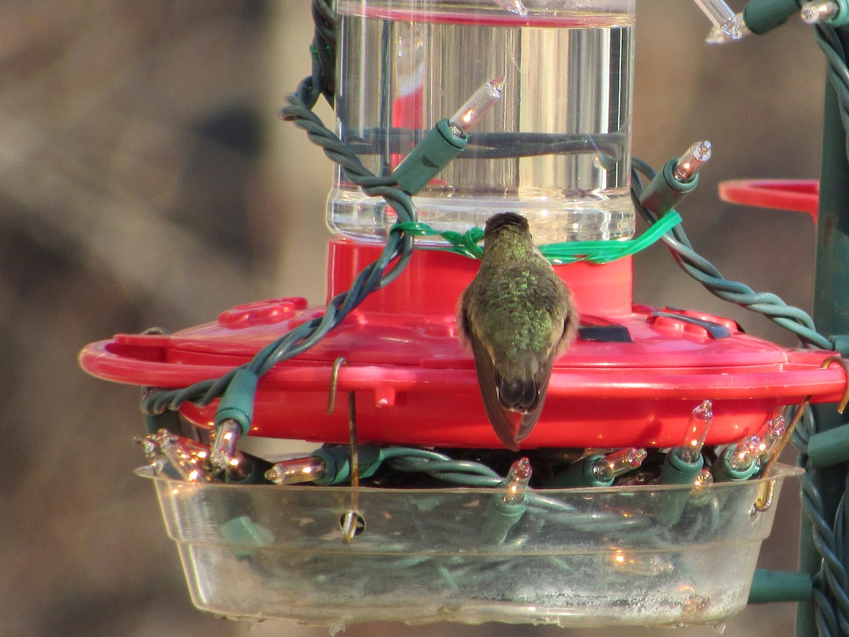 Calliope Hummingbird - ML79661911